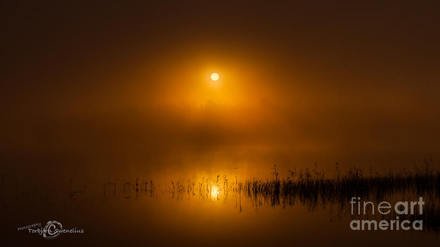 Sunrise in the fog Photograph by Torbjorn Swenelius