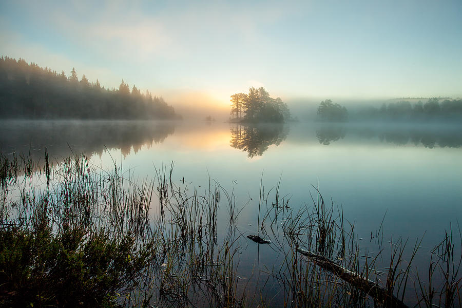 Sunrise in the forest Photograph by Baac3nes
