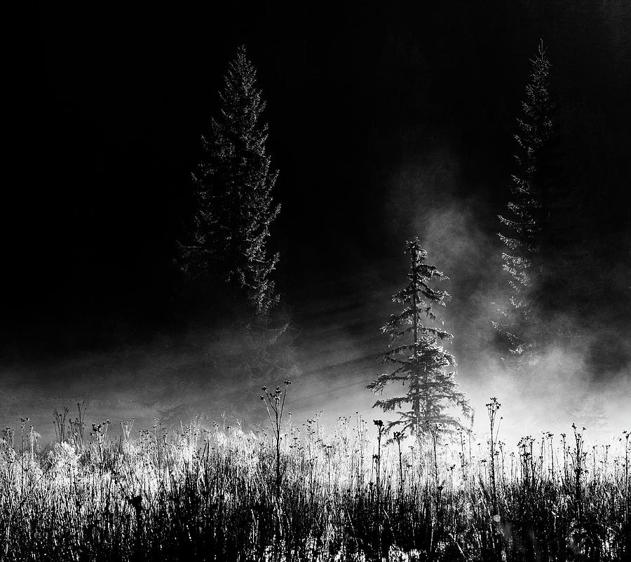 Black And White Photograph - Sunrise In The Forest by Julien Oncete