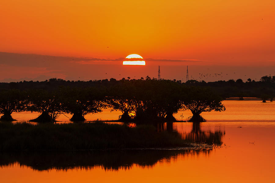 Sunrise in the Mangroves Photograph by Dorothy Cunningham