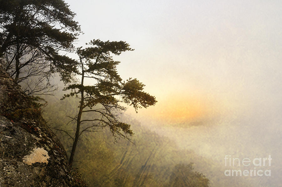 Tree Photograph - Sunrise in the Mist - D004200a-a by Daniel Dempster