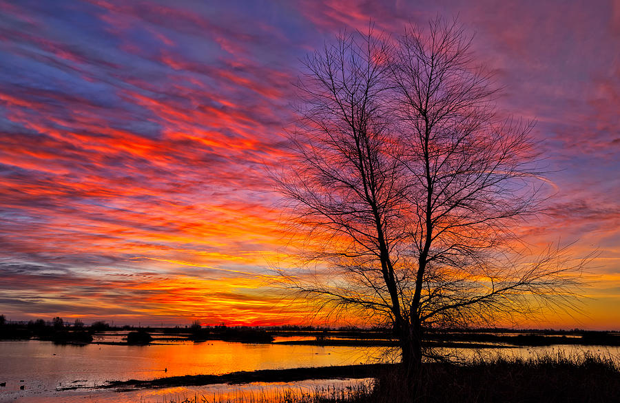 Winter Photograph - Sunrise in the Sacramento Valley by Kathleen Bishop