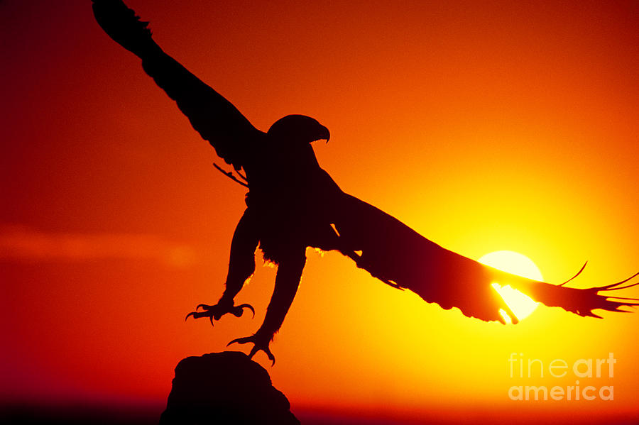 Sunrise Liftoff Golden Eagle Threatened Species Photograph by Dave Welling