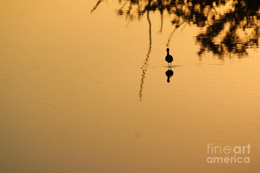 Bird Photograph - Sunset On A Stilt 2 by Chuck Hicks