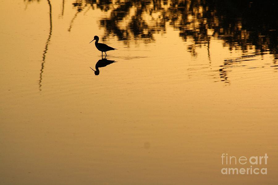 Bird Photograph - Sunrise On A Stilt 3 by Chuck Hicks