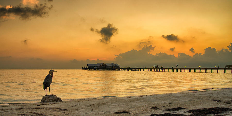 Heron Photograph - Sunrise on City Pier by Darylann Leonard Photography