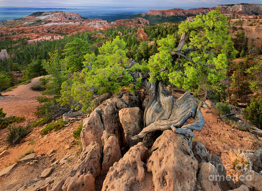 Sunrise On Juniper And Hoodoos Bryce Canyon National Park Utah Photograph by Dave Welling