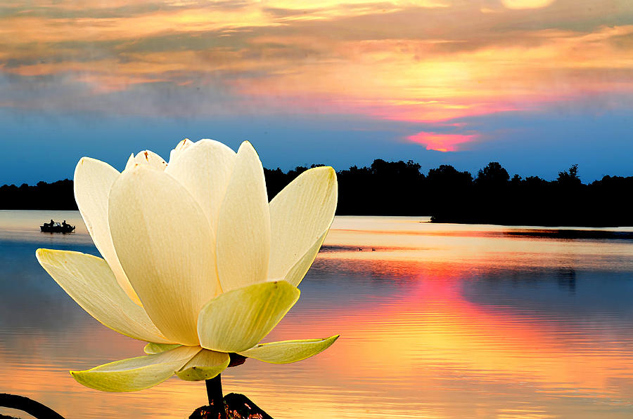 Sunrise on Lotus Lillie Photograph by Randall Branham