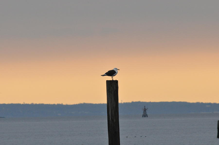 Wildlife Photograph - Sunrise on the bay by Kari McDonald