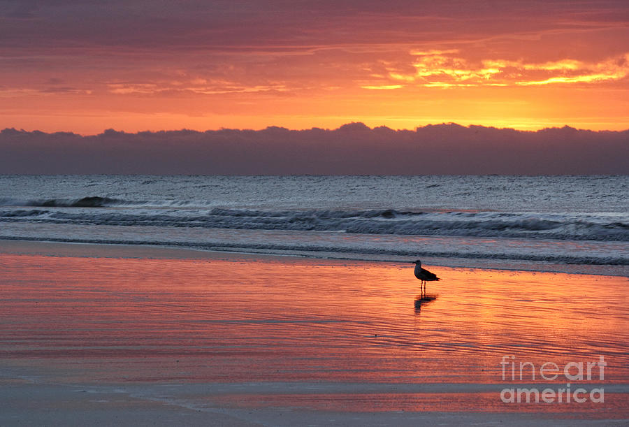Sunrise on the Beach Photograph by Michelle Tinger