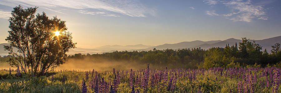 Sunrise on the Lupine Field Panorama Photograph by White Mountain Images