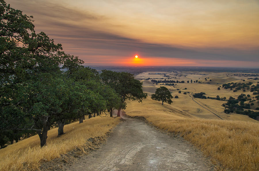Tree Photograph - Sunrise On The Ridge Trail by Marc Crumpler