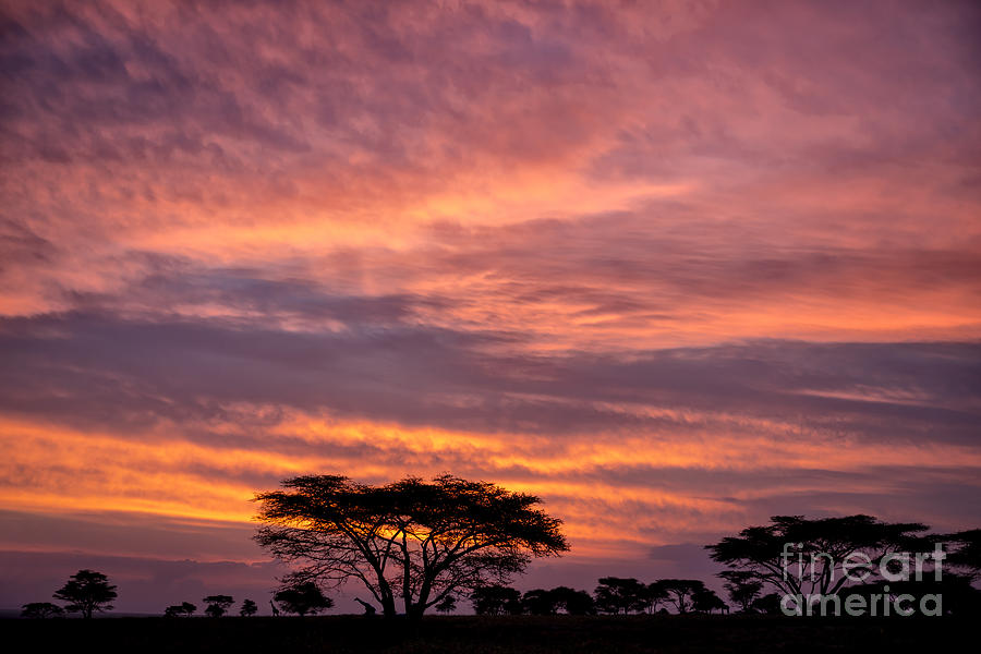 Sunrise on the Serengeti Photograph by Sandra Bronstein