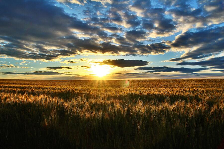 Sunrise on the wheat field Photograph by Lynn Hopwood