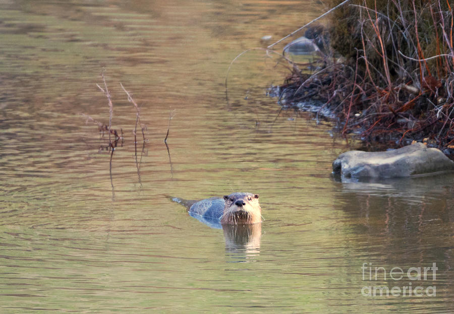 Wildlife Photograph - Sunrise Otter by Michael Dawson