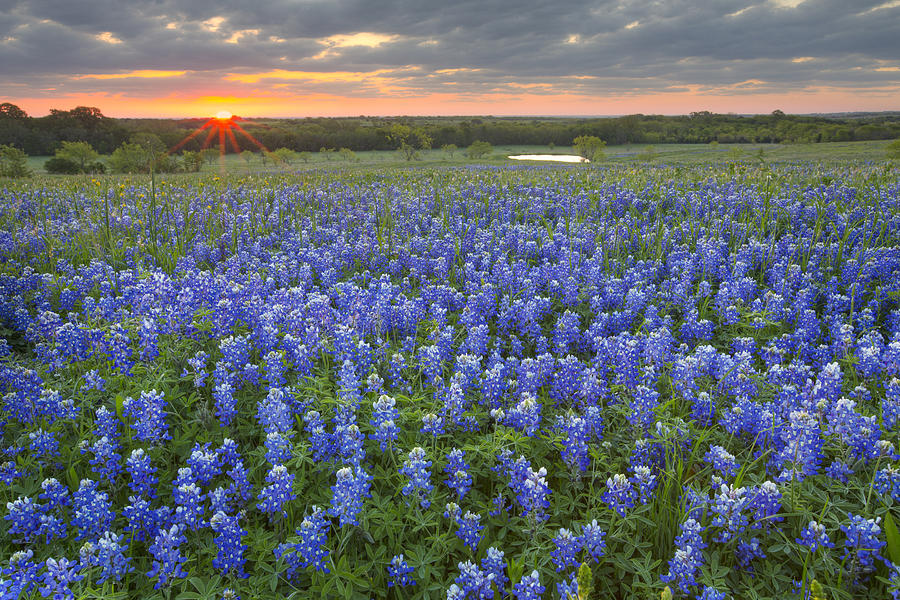 Sunrise over a Field in the Texas Hill Country Photograph by