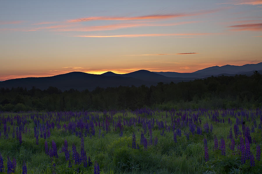 Sunrise over a Field of Lupines Photograph by John Vose