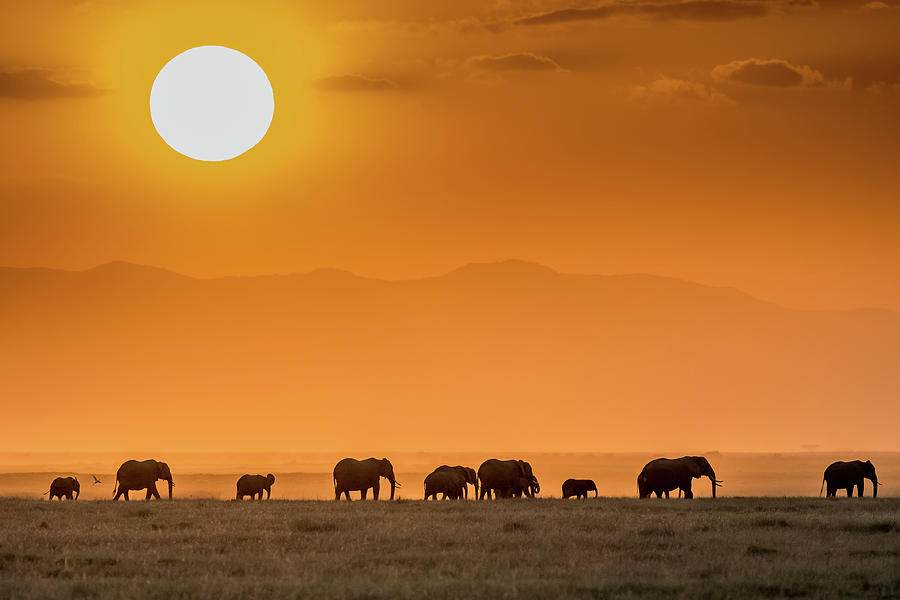 Wildlife Photograph - Sunrise Over Amboseli by Jeffrey C. Sink
