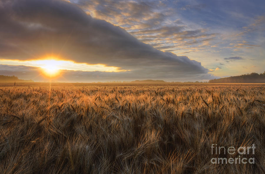 Sunrise Over Barley Photograph by Dan Jurak
