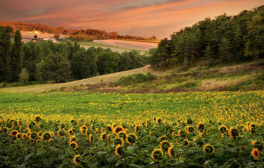 Sunrise Over Field Of Sunflowers Photograph by Verity E. Milligan