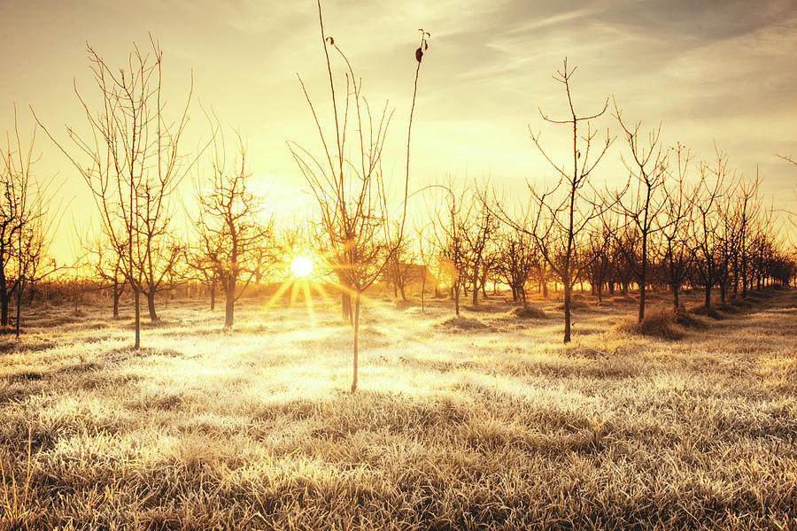 Sunrise Over Orchard Photograph by Marko Radovanovic Sunrise Over Orchard Photograph by Marko Radovanovic