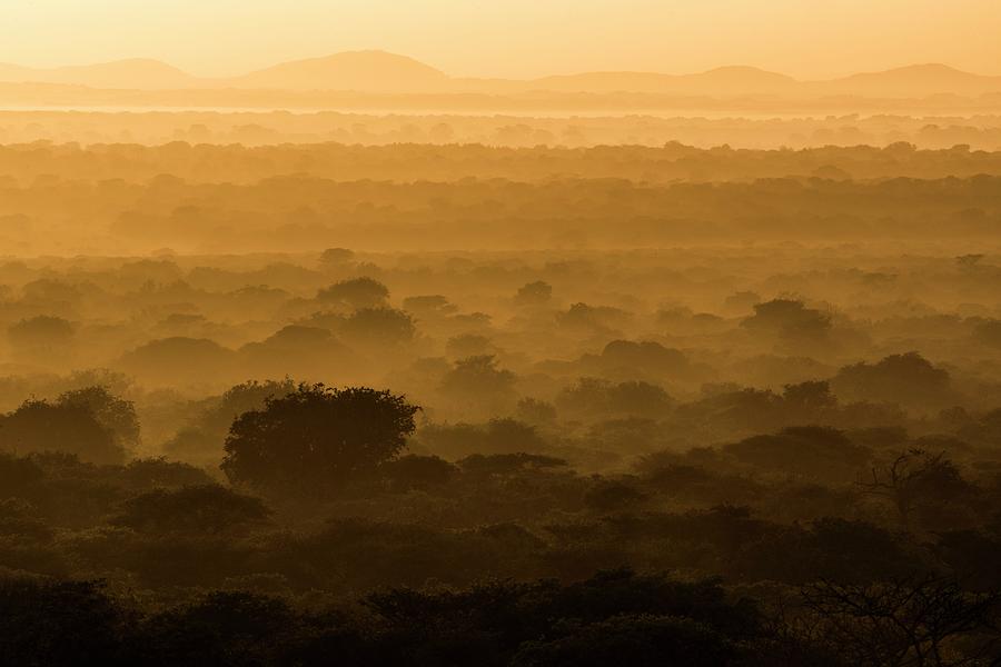 Sunrise Over Sand Forest Photograph by Peter Chadwick/science Photo Library