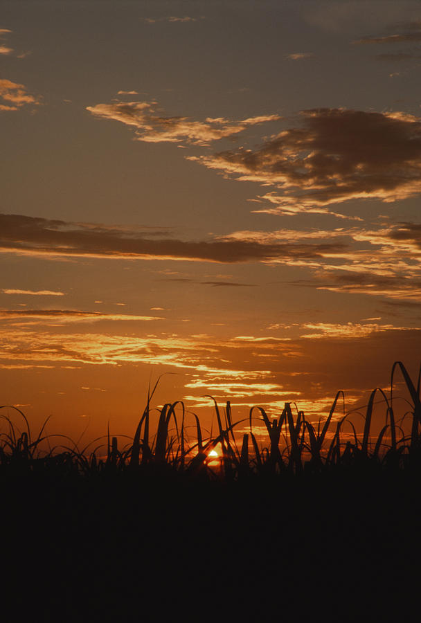 Sunrise over Sugarcane Photograph by Keith Gondron