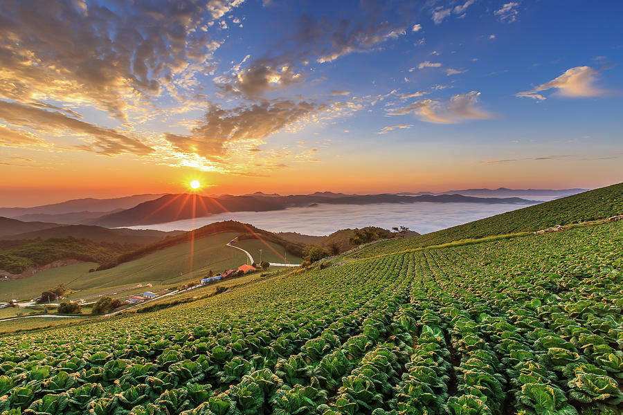 Sunrise Over The Cabbage Field Photograph by Sungjin Kim