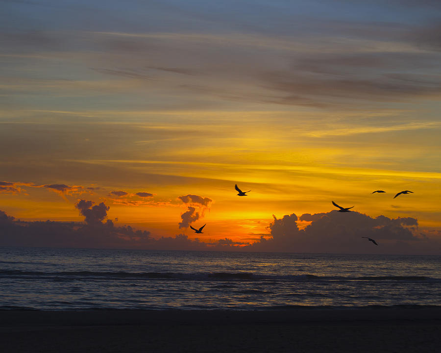 Bird Photograph - Sunrise over the Gulf by TN Fairey