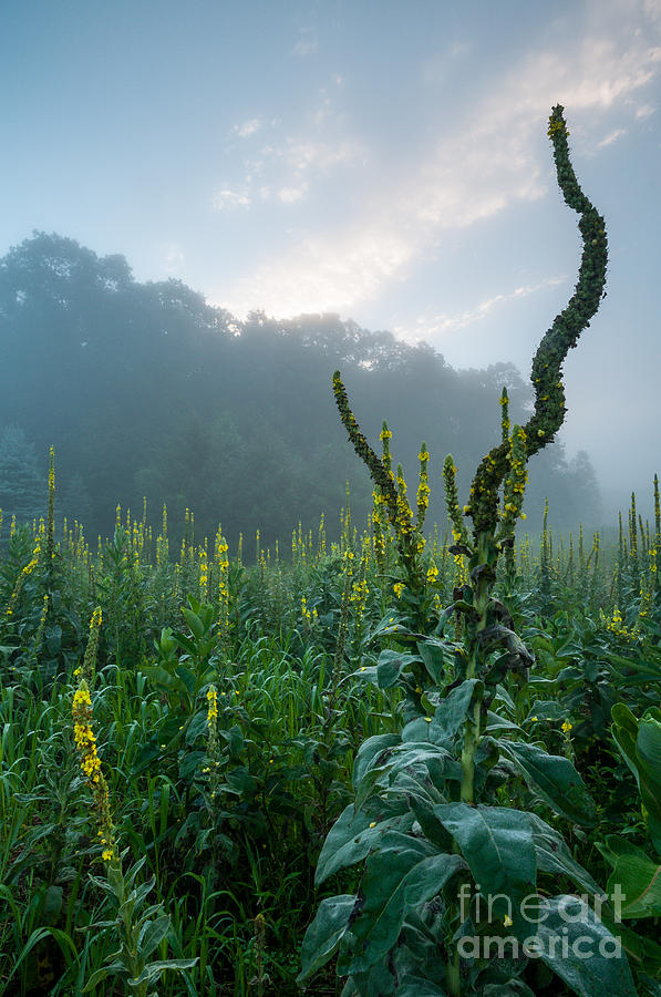 Sunrise Over Twisted Mullein - New England Wildflower Photograph by JG Coleman