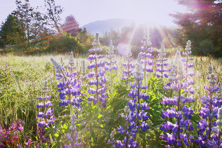Sunrise Over Wildflowers Photograph by Dagny Willis Sunrise Over Wildflowers Photograph by Dagny Willis