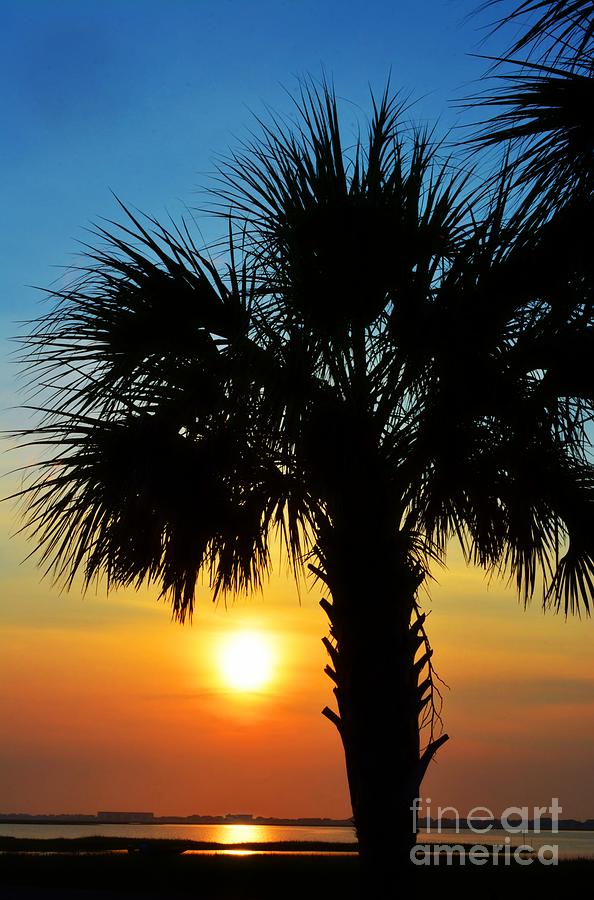 Sunrise  Palm Tree Photograph by Kathy Baccari
