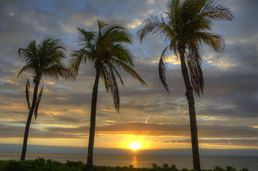 Sunset Photograph - Sunrise Palms by Donna Doherty