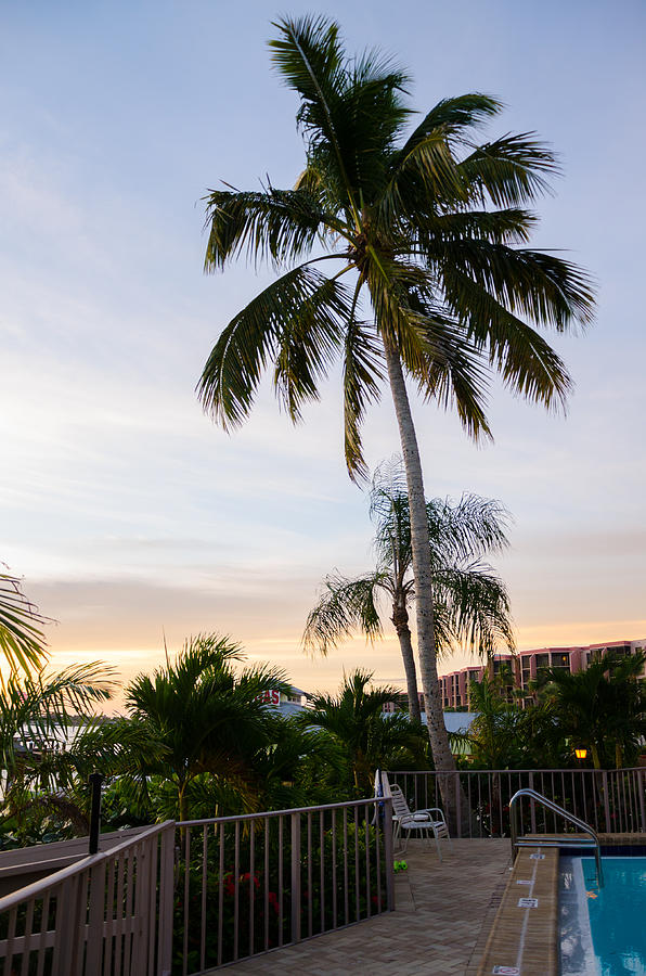 Sunrise Palms Photograph by Margaret Pitcher