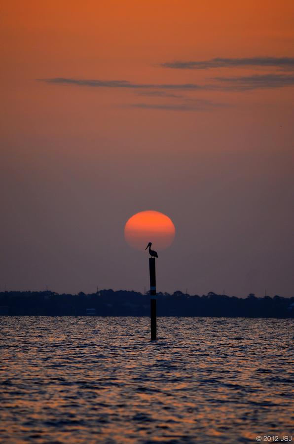 Sunrise Pelican Silhouette on Sound Photograph by Jeff at JSJ Photography