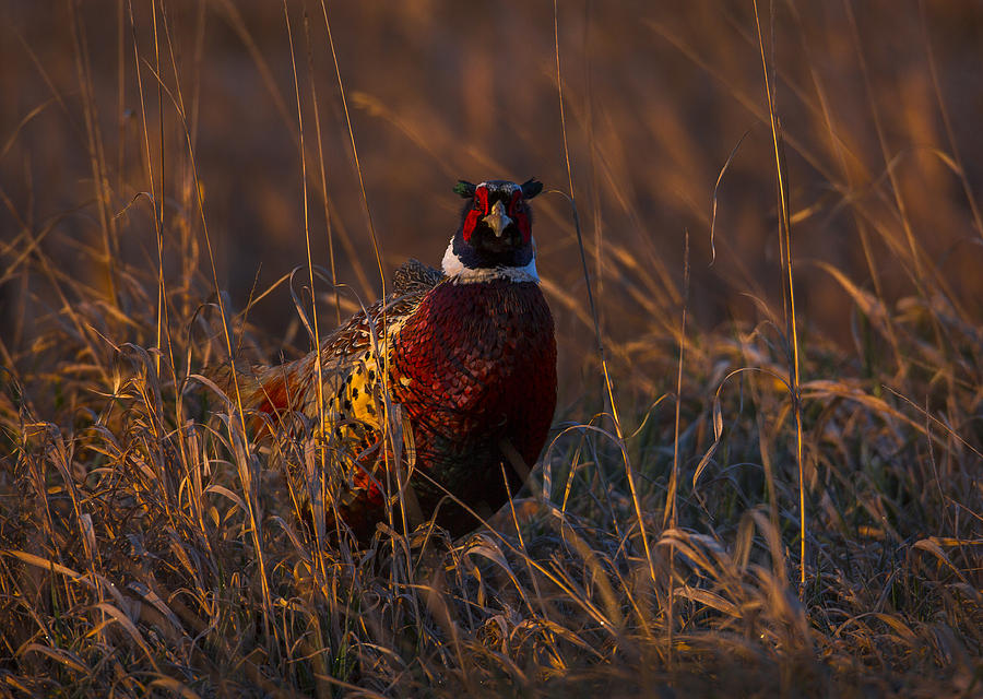 Sunrise Pheasant Photograph by Jeff Shumaker