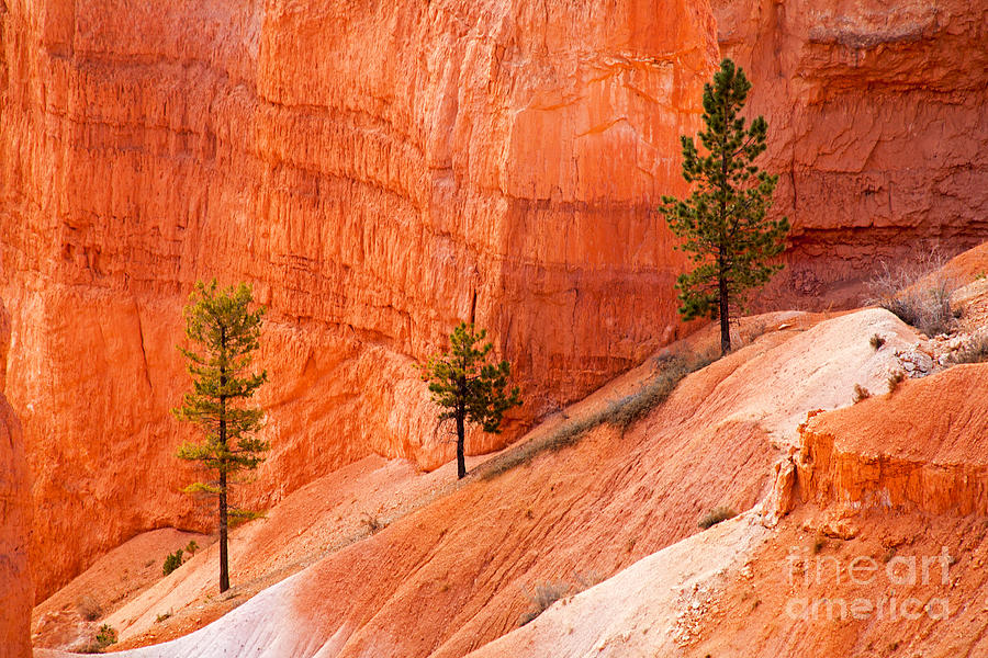 Sunrise Point Bryce Canyon National Park Photograph by Fred Stearns