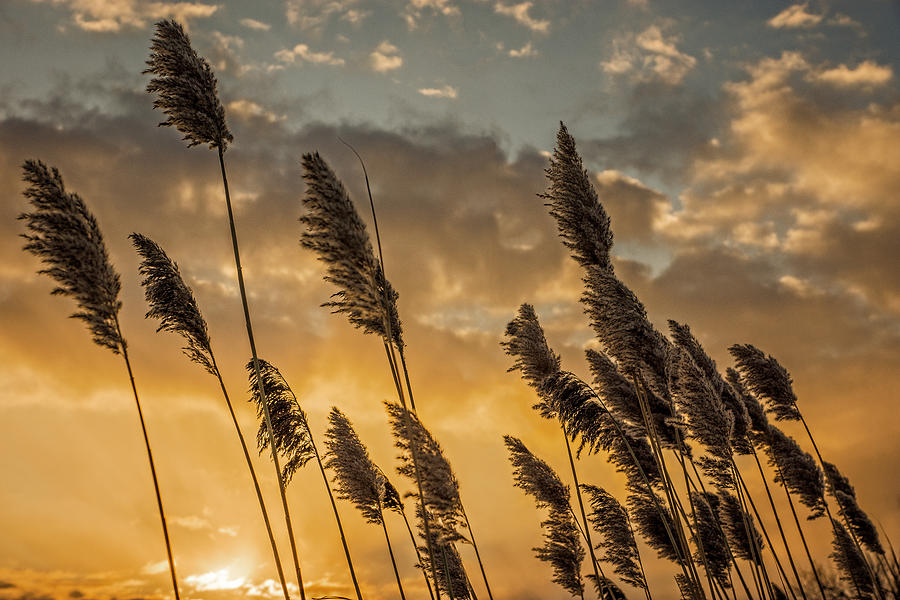 Sunrise reeds Photograph by Chris Bordeleau