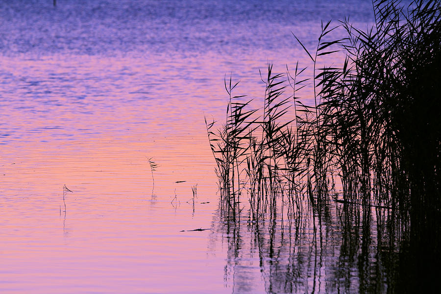 Sunset Photograph - Sunrise Reeds by Pete Federico Sunset Photograph - Sunrise Reeds by Pete Federico