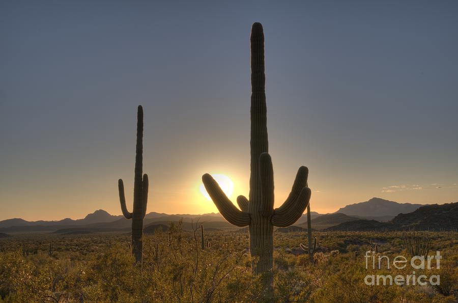 Nature Photograph - Sunrise Saguaro by Vivian Christopher