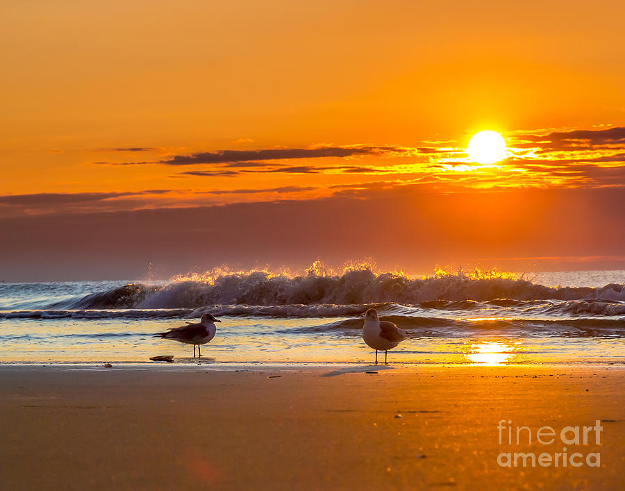 Sunrise Seagulls Photograph by Mike Covington