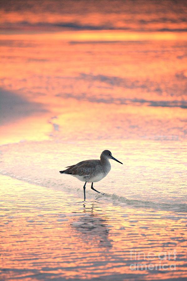 Sunrise Shorebird Photograph by Henry Kowalski