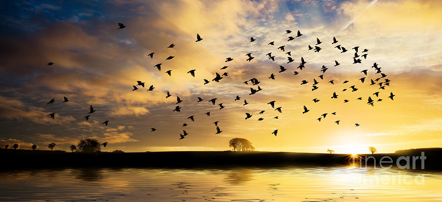 Sunset Photograph - Birds awaken at sunrise by Simon Bratt