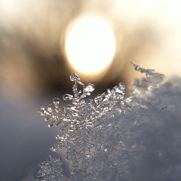 Sunrise Snowflake Photograph by Lisa Worrell