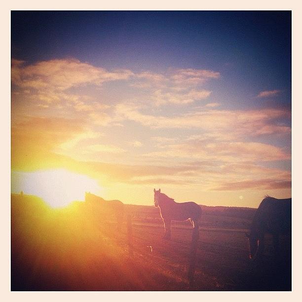 Horse Photograph - Sunrise Stables 1
#wintersun #sun by Robert Campbell