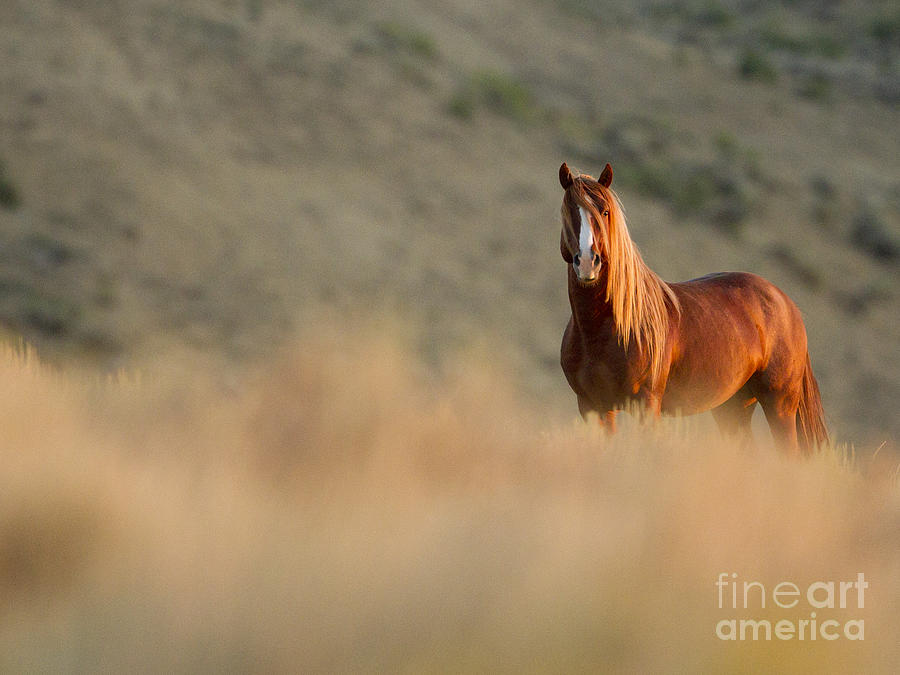 Wild Horse Photograph - Sunrise Stallion by Carol Walker Wild Horse Photograph - Sunrise Stallion by Carol Walker