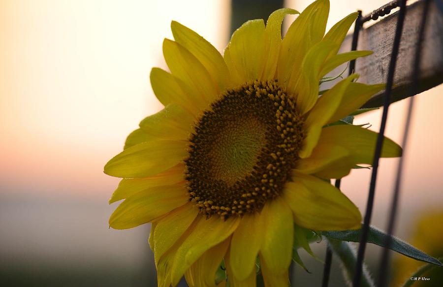 Sunflower Photograph - Sunrise Sunflower by Maria Urso