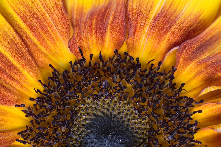 Sunrise Sunflower Photograph by Scott Campbell