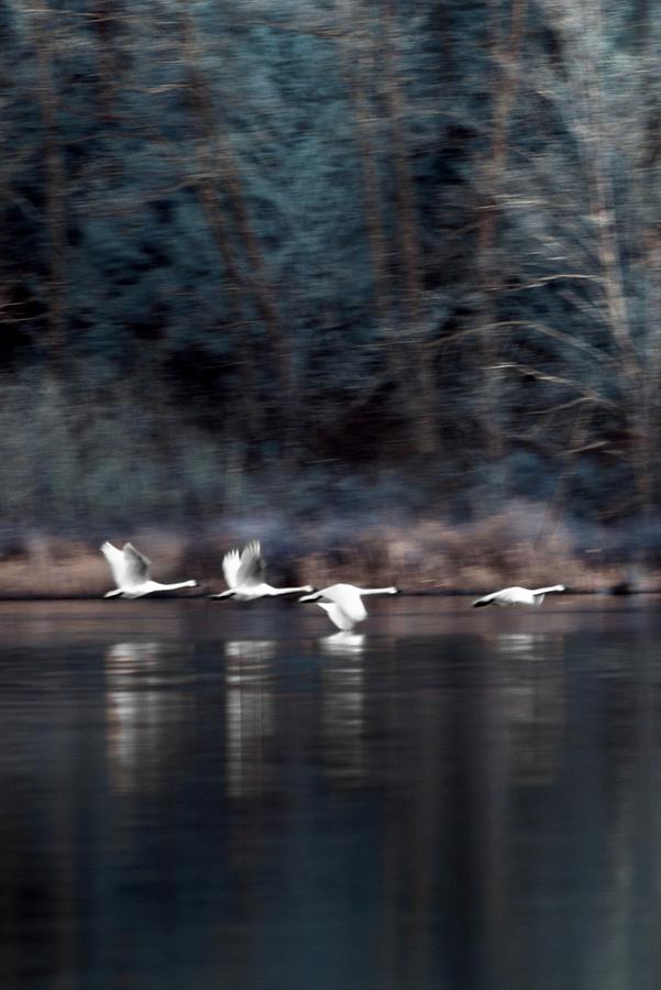 Sunrise Swans Photograph by Rebecca Parker