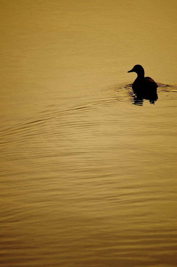 Sunrise Swim Photograph by Daniel Thompson